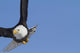 Bald eagle Wall Mural