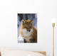 An adult Red fox Wall Mural