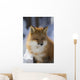 An adult Red fox Wall Mural