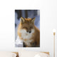 An adult Red fox Wall Mural