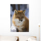An adult Red fox Wall Mural