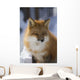 An adult Red fox Wall Mural