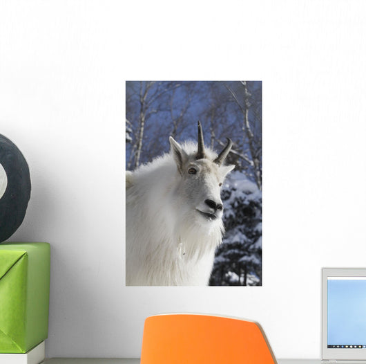Adult Mountain goat Female Southcentral Alaska Winter Goat Wall Mural