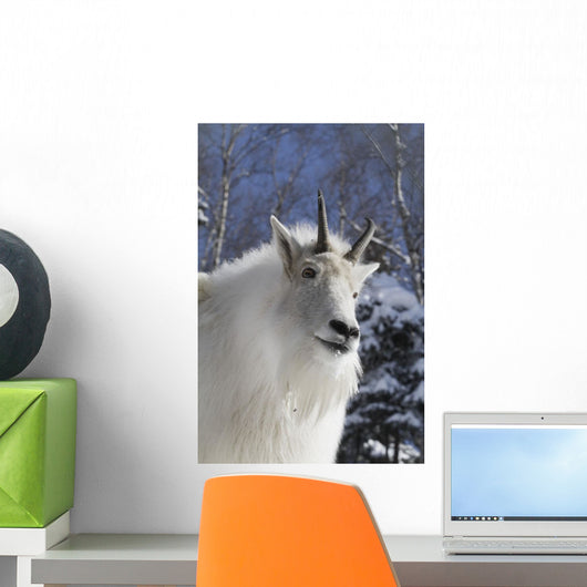 Adult Mountain goat Female Southcentral Alaska Winter Goat Wall Mural