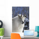 Adult Mountain goat Female Southcentral Alaska Winter Goat Wall Mural