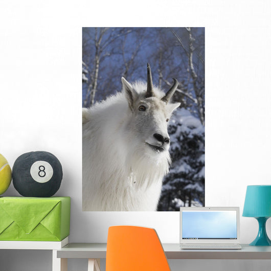 Adult Mountain goat Female Southcentral Alaska Winter Goat Wall Mural