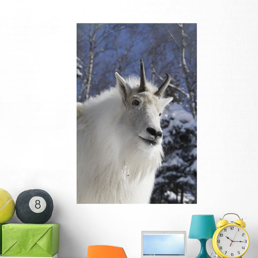 Adult Mountain goat Female Southcentral Alaska Winter Goat Wall Mural