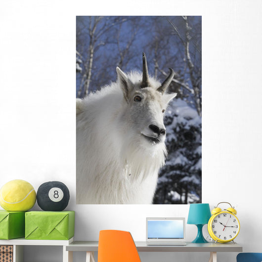 Adult Mountain goat Female Southcentral Alaska Winter Goat Wall Mural