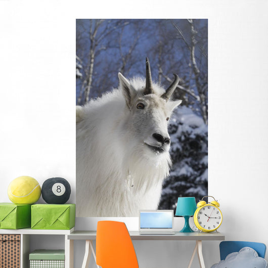 Adult Mountain goat Female Southcentral Alaska Winter Goat Wall Mural
