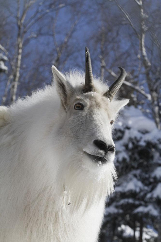 Adult Mountain goat Female Southcentral Alaska Winter Goat Wall Mural