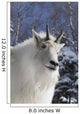 Adult Mountain goat Female Southcentral Alaska Winter Goat Wall Mural