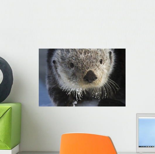 Sea Otter Wall Mural