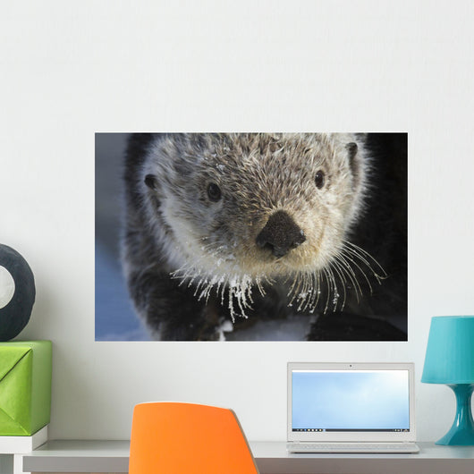 Sea Otter Wall Mural