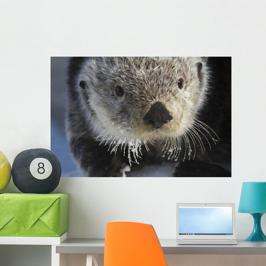 Sea Otter Wall Mural