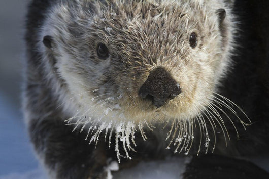 Sea Otter Wall Mural
