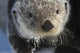 Sea Otter Wall Mural