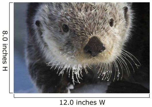 Sea Otter Wall Mural
