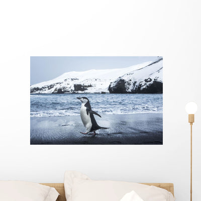 Chinstrap Penguin Walking Black Wall Mural shown on a wall