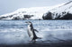 Chinstrap Penguin walking on black volcanic beach on Deception Island Wall Mural
