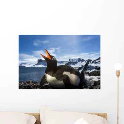 Flash Illuminated Portrait Gentoo Wall Mural shown on a wall