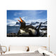 Flash illuminated portrait of Gentoo Penguin on nest Wall Mural
