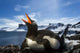 Flash illuminated portrait of Gentoo Penguin on nest Wall Mural