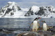 Gentoo Penguins standing Wall Mural