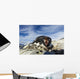 Adelie Penguin pecks at camera lens while nesting on rocky outcrop Wall Mural
