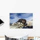 Adelie Penguin pecks at camera lens while nesting on rocky outcrop Wall Mural