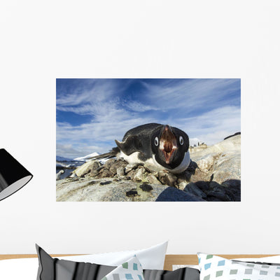 Adelie Penguin Pecks Camera Wall Mural shown on a wall