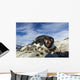 Adelie Penguin pecks at camera lens while nesting on rocky outcrop Wall Mural