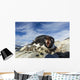 Adelie Penguin pecks at camera lens while nesting on rocky outcrop Wall Mural