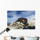 Adelie Penguin pecks at camera lens while nesting on rocky outcrop Wall Mural