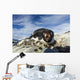 Adelie Penguin pecks at camera lens while nesting on rocky outcrop Wall Mural