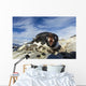 Adelie Penguin pecks at camera lens while nesting on rocky outcrop Wall Mural