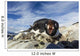 Adelie Penguin pecks at camera lens while nesting on rocky outcrop Wall Mural