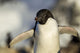 Close-up of Adelie Penguin standing by nest Wall Mural