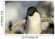 Close-up of Adelie Penguin standing by nest Wall Mural