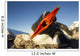 Gentoo Penguin pecks at camera lens while nesting Wall Mural