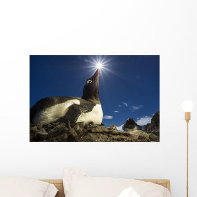 Flash Illuminated Portrait Gentoo Wall Mural shown on a wall