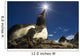 Flash illuminated portrait of Gentoo Penguin Wall Mural
