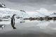 Gentoo Penguin standing in shallow water along glacial coastline Wall Mural