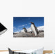 Gentoo Penguins standing on bare rock in snow-covered rookery Wall Mural