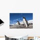 Gentoo Penguins standing on bare rock in snow-covered rookery Wall Mural