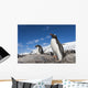 Gentoo Penguins standing on bare rock in snow-covered rookery Wall Mural