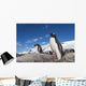 Gentoo Penguins standing on bare rock in snow-covered rookery Wall Mural