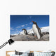Gentoo Penguins standing on bare rock in snow-covered rookery Wall Mural
