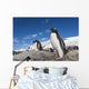 Gentoo Penguins standing on bare rock in snow-covered rookery Wall Mural