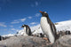 Gentoo Penguins standing on bare rock in snow-covered rookery Wall Mural