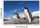 Gentoo Penguins standing on bare rock in snow-covered rookery Wall Mural
